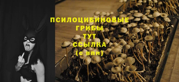 хмурый Аркадак